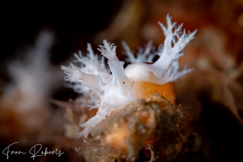 Image of Tritonia sp. 2