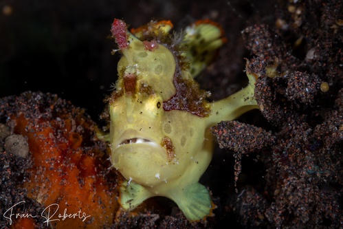 Image of Antennarius maculatus