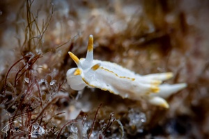 Image of Goniodoridella geminae