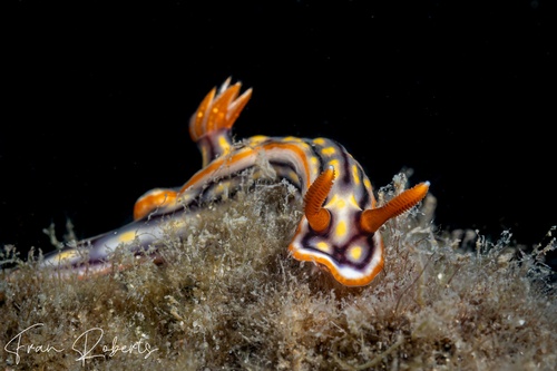 Image of Hypselodoris jacksoni
