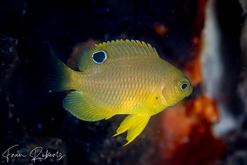 Image of Pomacentrus amboinensis