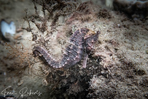 Image of Hippocampus H. kuda