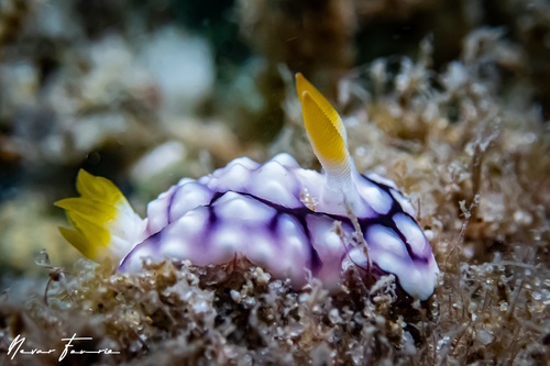 Image of Goniobranchus geometricus