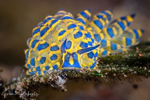 Image of Costasiella sp. 7