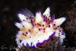 Image of Mexichromis multituberculata