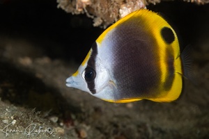 Image of Chaetodon flavirostris