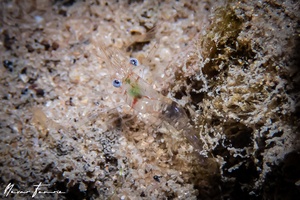 Image of Unidentified Shrimp sp. 14