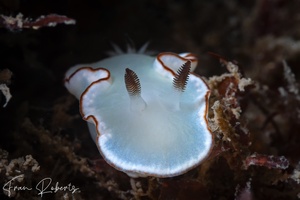 Image of Glossodoris angasi