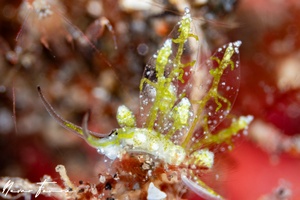 Image of Stiliger sp. 2