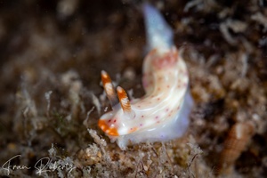 Image of Thorunna sp. 2
