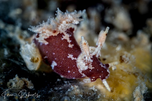 Image of Trapania brunnea