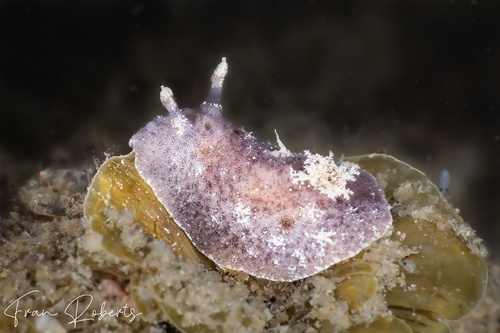 Image of Thordisa sp. 1