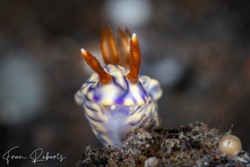 Image of Hypselodoris zephyra