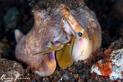 Image of Strombus vomer