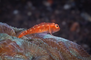 Image of Pleurosicya mossambica