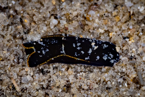 Image of Philinopsis sp. 2