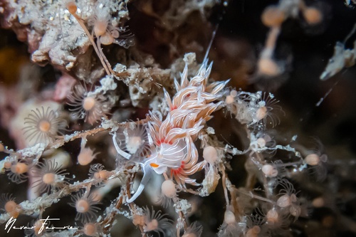 Image of Cratena lineata