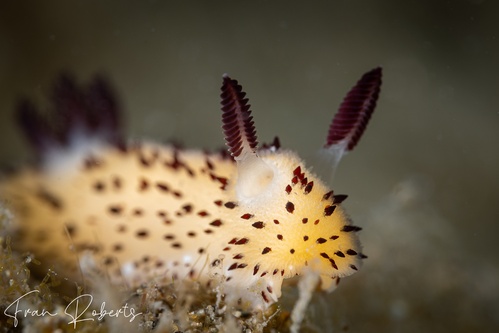 Image of Jorunna parva