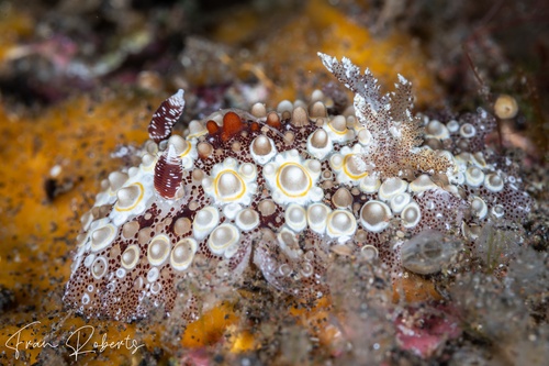 Image of Carminodoris estrelyado