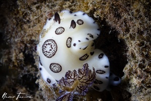 Image of Jorunna funebris