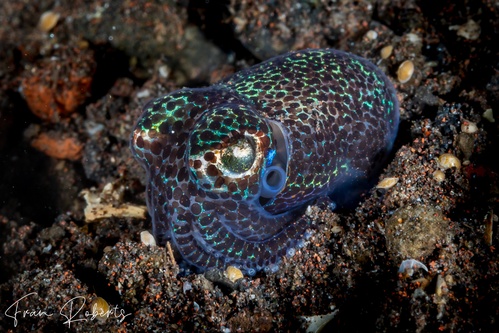 Image of Euprymna berryi