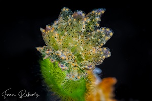 Image of Mourgona sp. 1