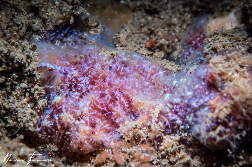 Image of Sponges Various