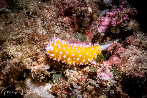 Image of Cadlinella ornatissima