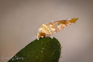 Image of Unidentified Snail sp. 4