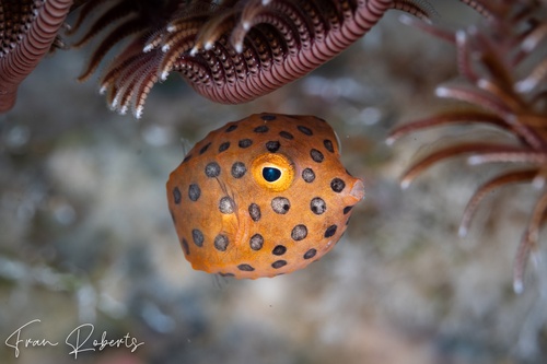 Image of Ostracion cubicus