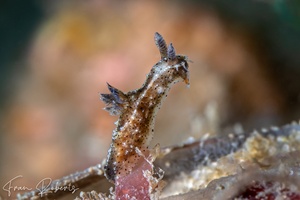 Image of Polycera melanosticta