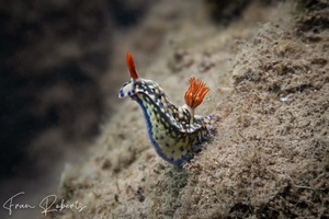 Image of Hypselodoris roo