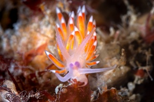 Image of Flabellina poenicia