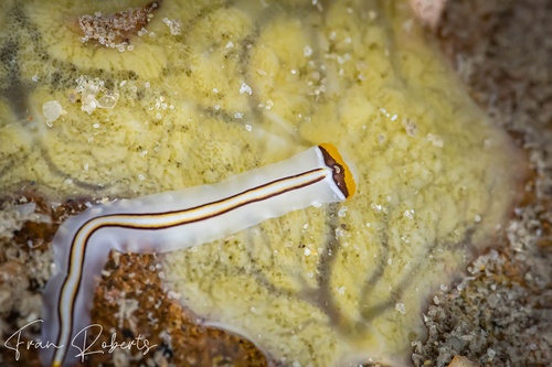 Image of Prosthiostomum trilineatum