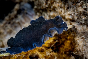 Image of Dendrodoris nigra