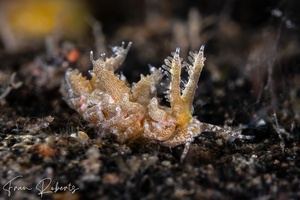 Image of Limenandra confusa