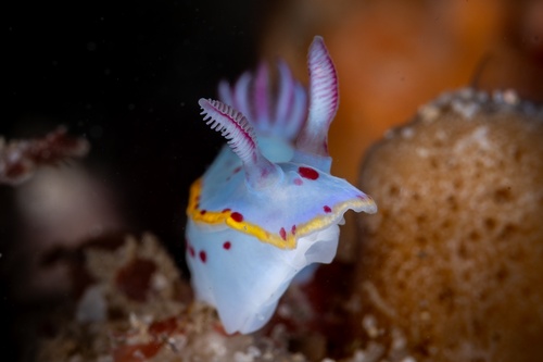 Image of Hypselodoris bennetti