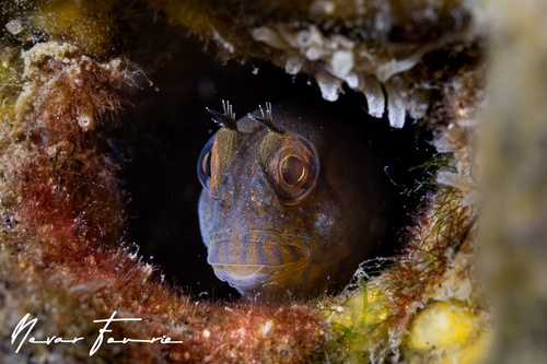 Image of Parablennius intermedius