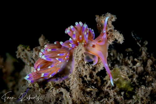 Image of Godiva sp. 2