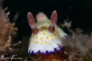 Image of Goniobranchus sp. 5