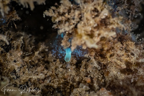Image of Sponges Various