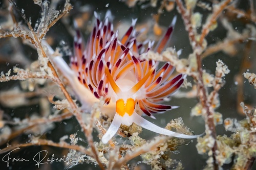 Image of Cratena pawarshindeorum