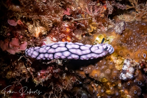 Image of Phyllidiella lizae