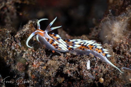 Image of Caloria indica