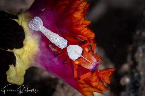 Image of Periclimenes imperator