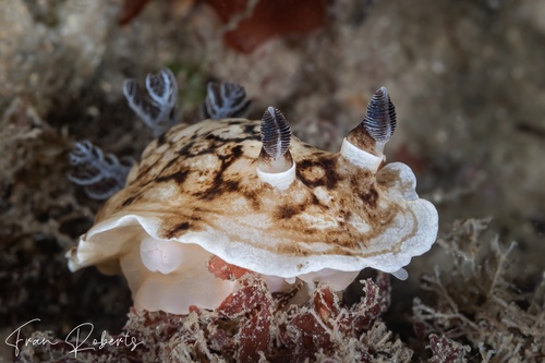 Image of Aphelodoris varia