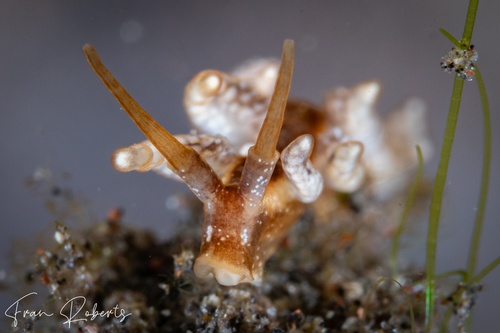 Image of Kabeiro sp. 1