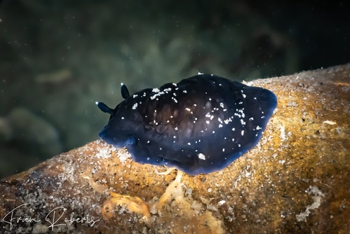 Image of Dendrodoris nigra