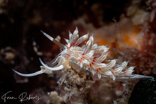 Image of Cratena lineata