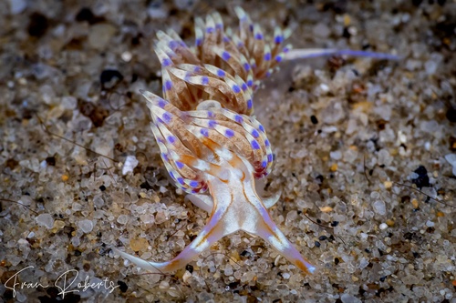 Image of Godiva sp. 1